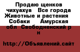 Продаю щенков чихуахуа - Все города Животные и растения » Собаки   . Амурская обл.,Свободненский р-н